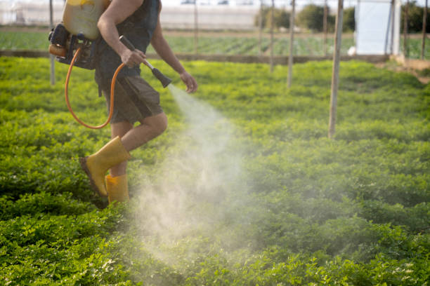 Best Affordable Pest Control Services  in Lone Tree, CO