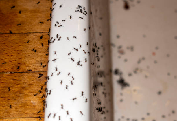 Wasp Removal Services in Lone Tree, CO